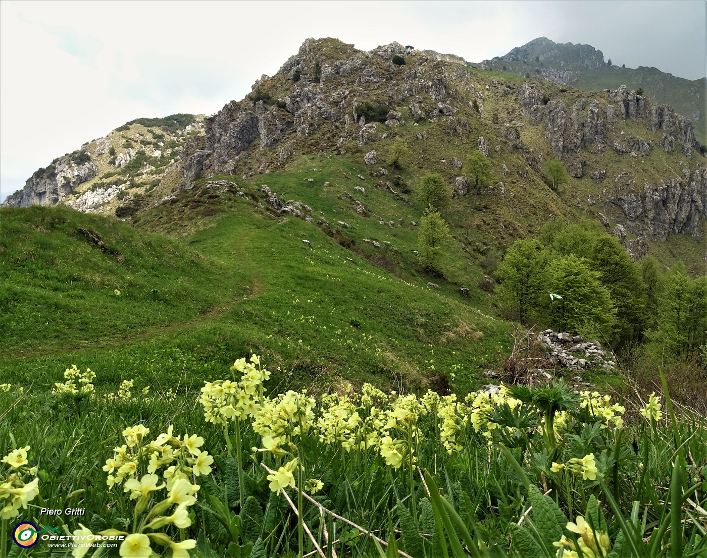 67 Gialle distese di primula maggiore (Primula elatior) al Passo di Grialeggio.JPG